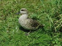 Marmaronetta angustirostris - Marbled Duck