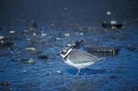 Charadrius semipalmatus - Semipalmated Plover