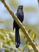 Crotophaga ani - Smooth-billed Ani