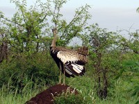 Lissotis melanogaster - Black-bellied Bustard