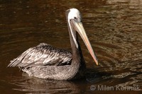 Pelecanus occidentalis thagus - Peruvian Pelican