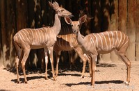 Tragelaphus imberbis - Lesser Kudu
