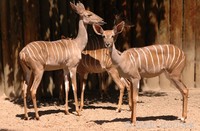 Tragelaphus imberbis - Lesser Kudu