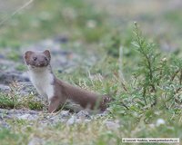 Mustela nivalis nivalis