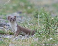 Mustela nivalis nivalis