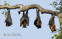 Pteropus giganteus - Indian Flying Fox