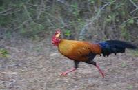 Image of: Gallus lafayettii (Ceylon junglefowl)