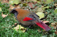 Image of: Garrulax formosus (red-winged laughingthrush)