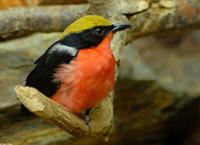 Image of: Laniarius barbarus (yellow-crowned gonolek)