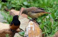 Image of: Phoenicurus ochruros (black redstart)