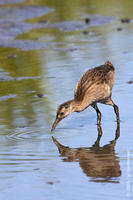 Image of: Rallus longirostris (clapper rail)