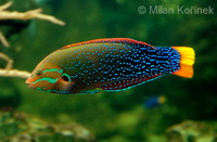 Coris gaimard - African Clown Wrasse