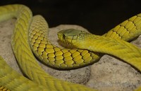 Dendroaspis viridis - West African Green Mamba