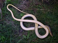 Dolichophis caspius