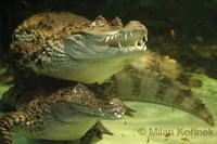 Caiman crocodilus - Common Caiman