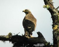 Grey-faced Buzzard - Butastur indicus