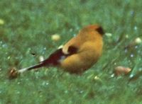 Orange Bullfinch - Pyrrhula aurantiaca