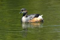 Australasian Grebe