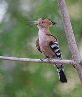 Madagascar Hoopoe (Upupa marginata) photo