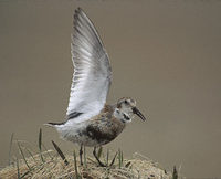 Rock Sandpiper (Calidris ptilocnemis) photo