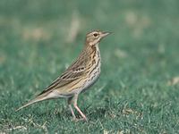 Tree Pipit (Anthus trivialis) photo