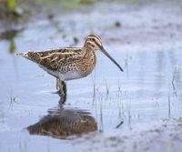 Common Snipe (Gallinago gallinago) photo