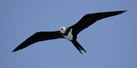 Ascension Island Frigatebird (Fregata aquila) photo