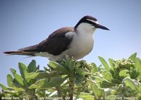 Bridled Tern - Sterna anaethetus