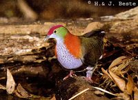 Superb Fruit-Dove - Ptilinopus superbus