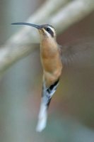 Planalto Hermit - Phaethornis pretrei