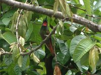 Brazilian Ruby - Clytolaema rubricauda