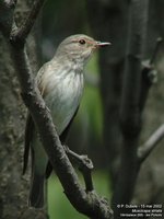 Spotted Flycatcher - Muscicapa striata