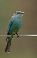 Verditer Flycatcher - Eumyias thalassina