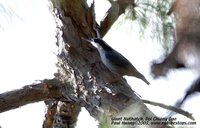 Giant Nuthatch - Sitta magna