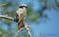 White-crowned Shrike - Eurocephalus anguitimens