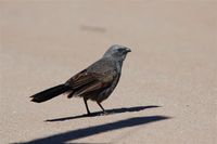 Apostlebird - Struthidea cinerea