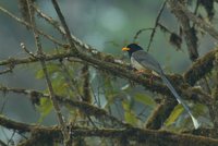 Gold-billed Magpie - Urocissa flavirostris