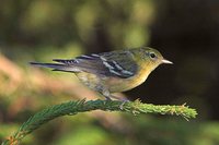 Bay-breasted Warbler - Dendroica castanea