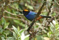 Golden-crowned Tanager - Iridosornis rufivertex