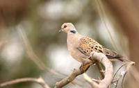 Turtle Dove