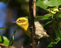 Townsends Warbler