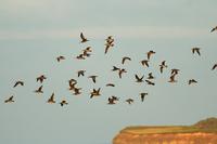 Whimbrel