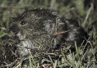 MONTANE VOLES (Microtus montanus)