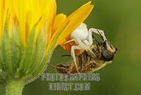 Veraenderliche Krabbenspinne ( Misumena vatia ) mit Beute stock photo