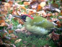 Green Woodpecker (Picus viridis)