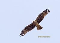 Black (eared) kite C20D 02598.jpg