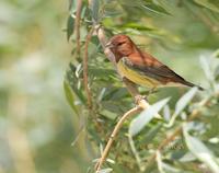 Chesnut bunting C20D 03085.jpg