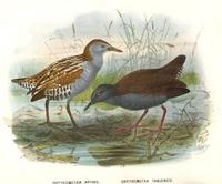 marsh crake and spotless crake