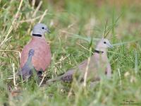 Red Turtle-Dove Scientific name - Streptopelia tranquebarica humilis