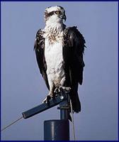 Osprey - Pandion haliaetus